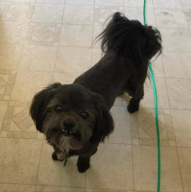 A senior small-sized female Black Shih Tzu dog named Buffy for adoption in Rochester, MN