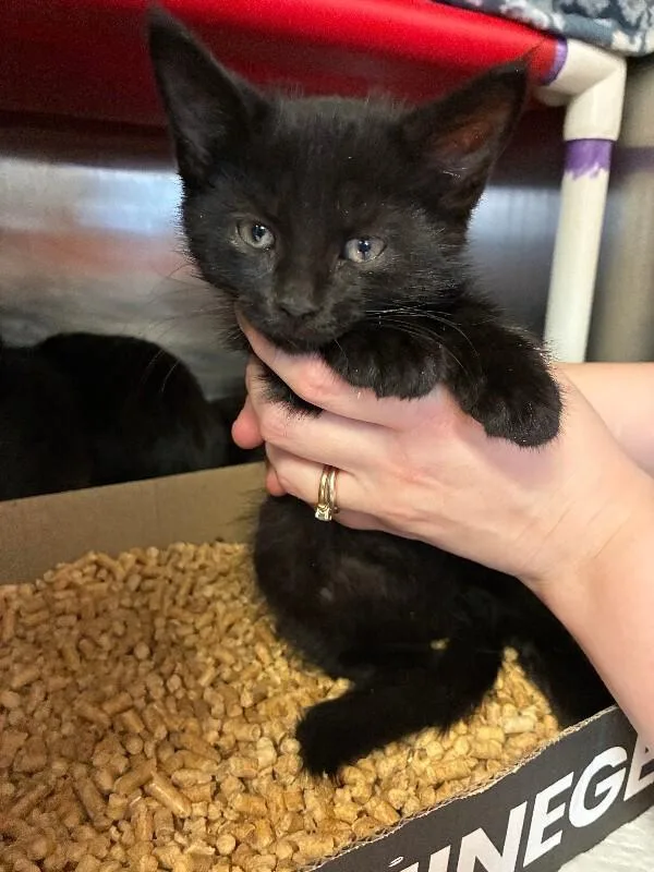 A young medium-sized female Black Domestic Short Hair cat named Fairy for adoption in Cincinnati, OH