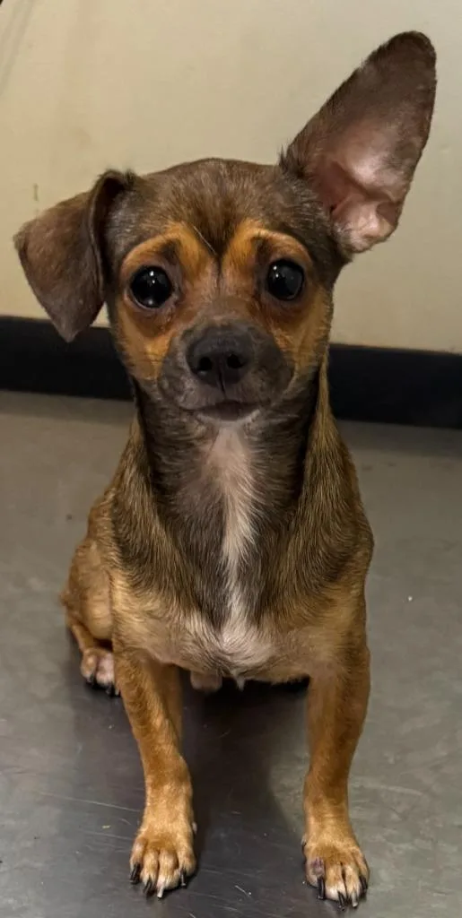 A young small-sized male Mixed Breed dog named Mouse for adoption in Ocala, FL