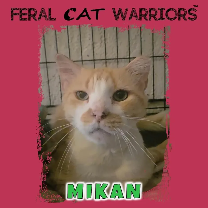 An adult small-sized male Orange / Red Domestic Medium Hair cat named Mikan for adoption in Kingman, AZ