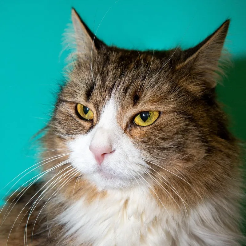 A senior medium-sized female Calico Domestic Long Hair cat named Luna for adoption in Boston, MA