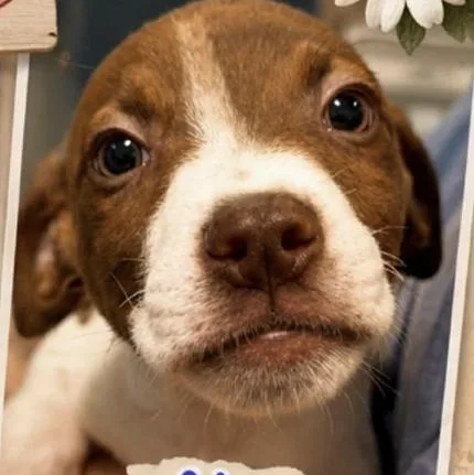 A baby medium-sized male Pointer dog named Abe for adoption in Copiague, NY