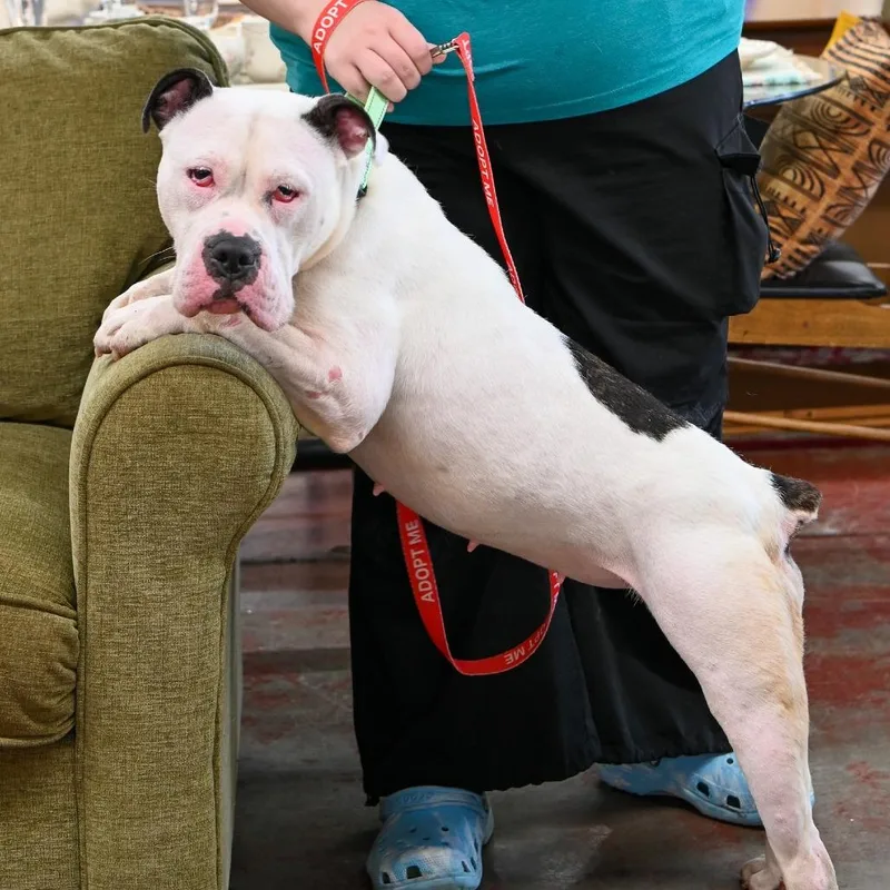 An adult medium-sized female White / Cream Mixed Breed dog named Ivory for adoption in Fredericksburg, VA