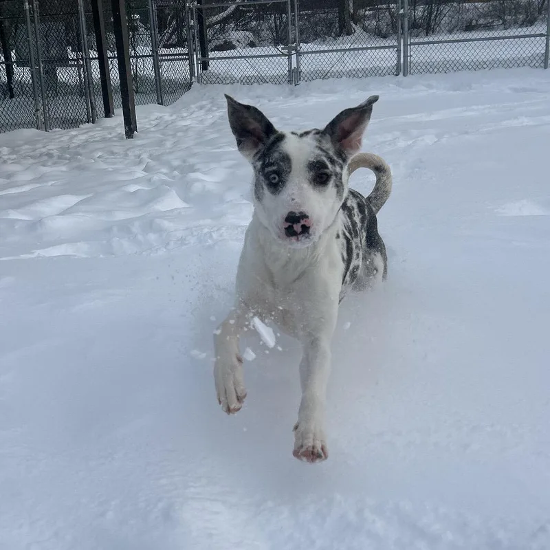 An adult large-sized female Gray / Blue / Silver Great Dane dog named Diamond for adoption in Novelty, OH
