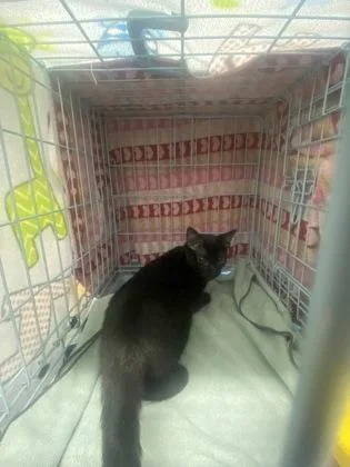 An adult medium-sized male Domestic Short Hair cat named Lil Puff for adoption in Gainesville, FL