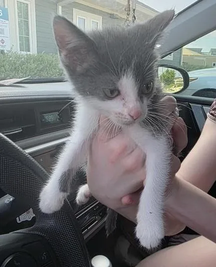 A baby small-sized female Domestic Short Hair cat named Cara for adoption in San Antonio, TX