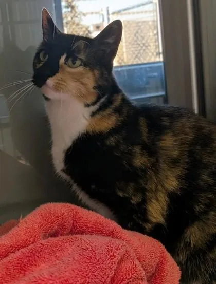A senior medium-sized female Domestic Short Hair cat named Quinie for adoption in Missoula, MT