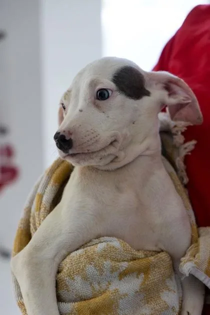 A baby small-sized female Mixed Breed dog named Diva for adoption in West Chester, PA