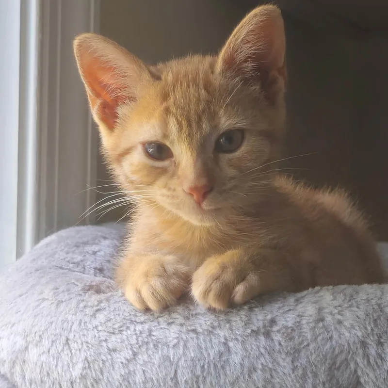A baby medium-sized female Orange / Red Domestic Short Hair cat named Princess for adoption in Wayne, NJ