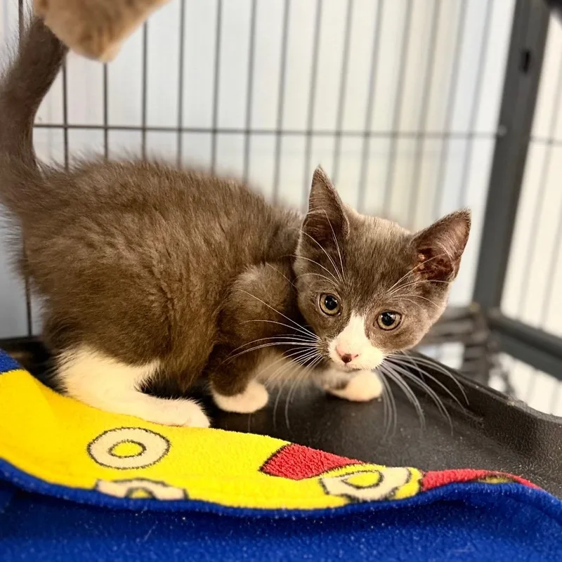 A baby small-sized male Domestic Short Hair cat named Atticus for adoption in Portage, MI