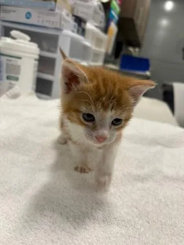 A baby small-sized male Domestic Medium Hair cat named Tiga for adoption in San Martin, CA
