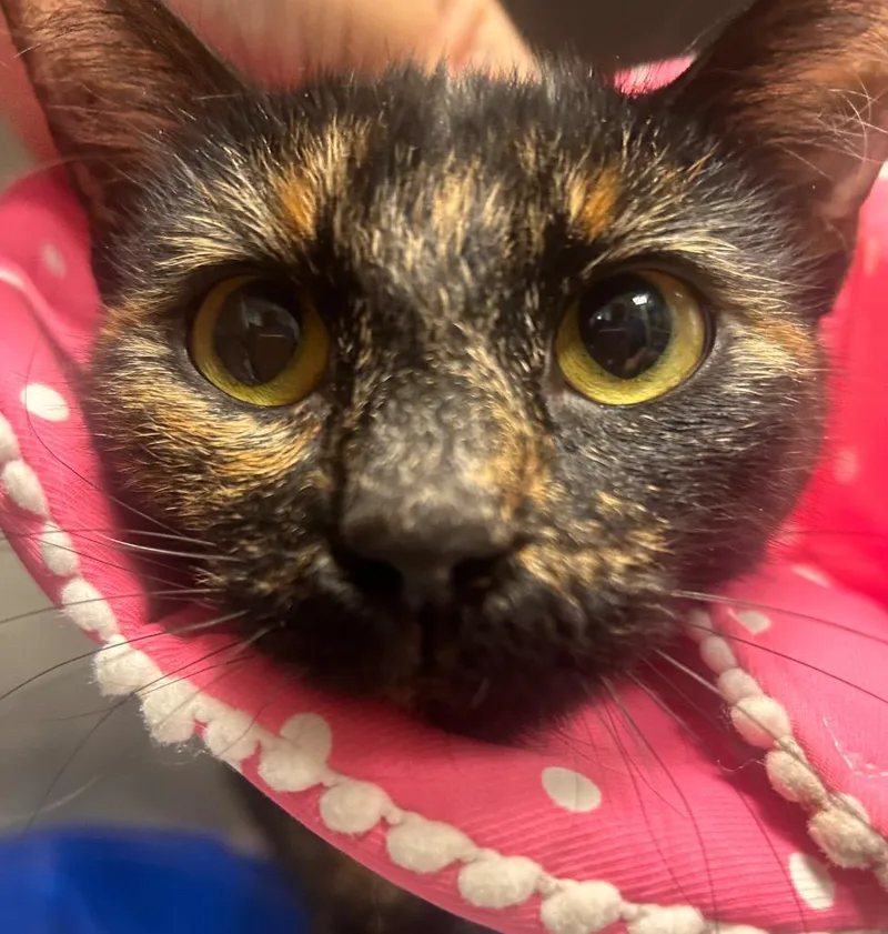 A baby small-sized female Domestic Short Hair cat named Kesha for adoption in New Manchester, WV