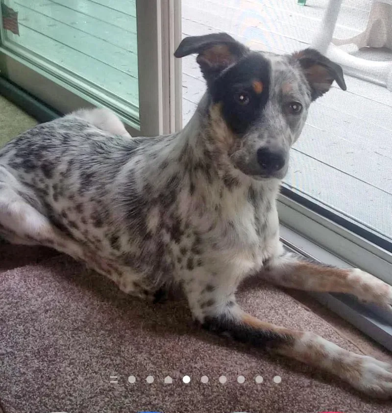 Patch aka Everest