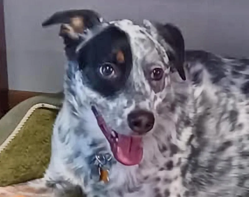 Patch aka Everest thumbnail 3