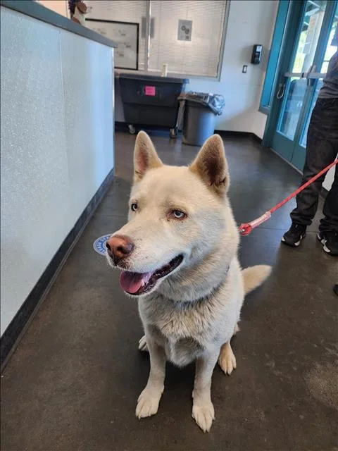 An adult large-sized male Husky dog named Wuero for adoption in Chatsworth, CA
