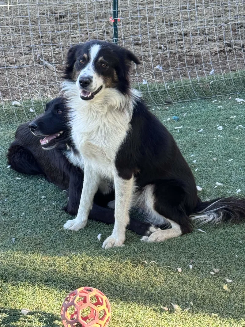 An adult medium-sized male Border Collie dog named Dixon for adoption in Bend, OR