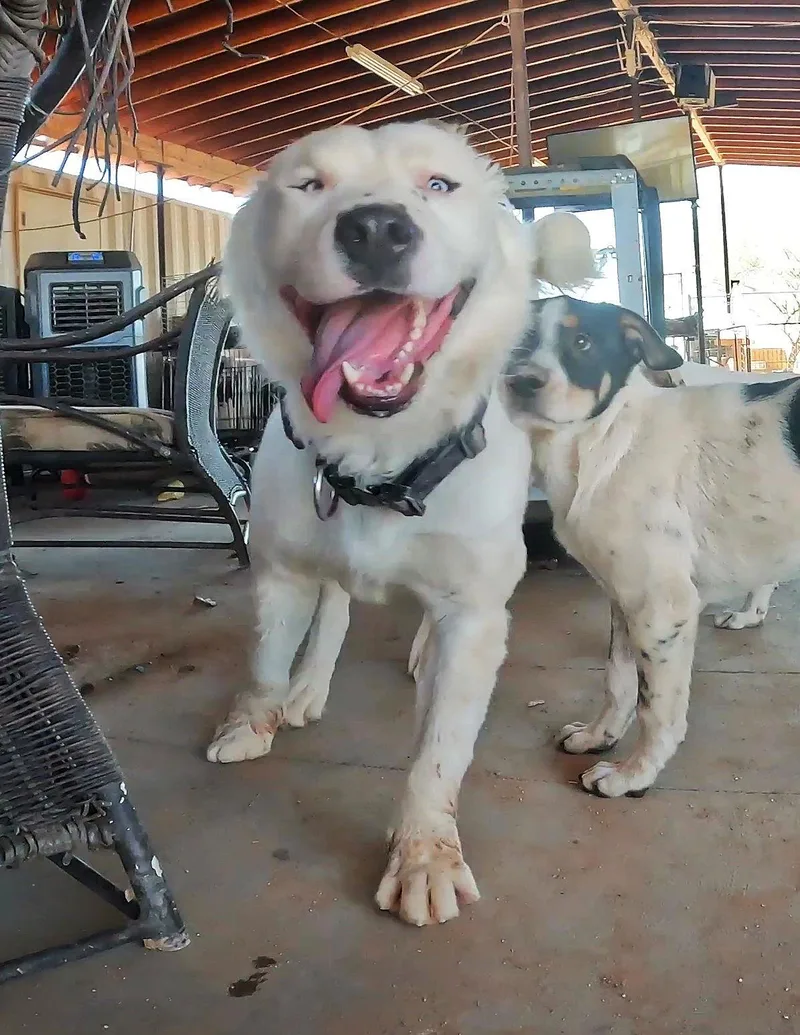 Kung Pao thumbnail 3