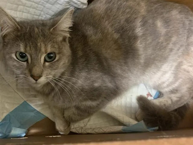 A young medium-sized female Domestic Short Hair cat named Sandy for adoption in Sacramento, CA
