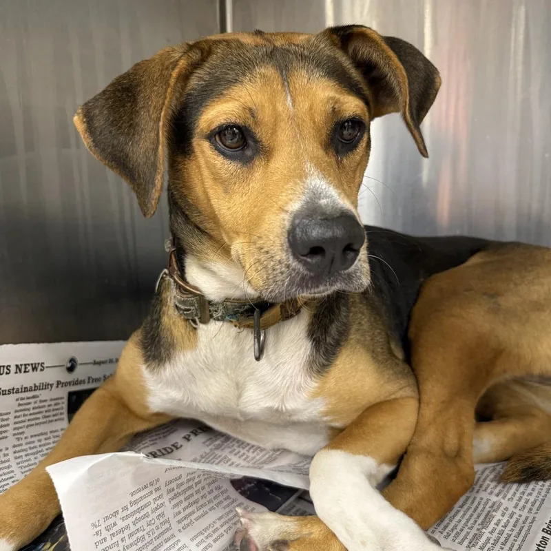An adult medium-sized female Yellow / Tan / Blond / Fawn Beagle dog named Blackberry for adoption in Hattiesburg, MS