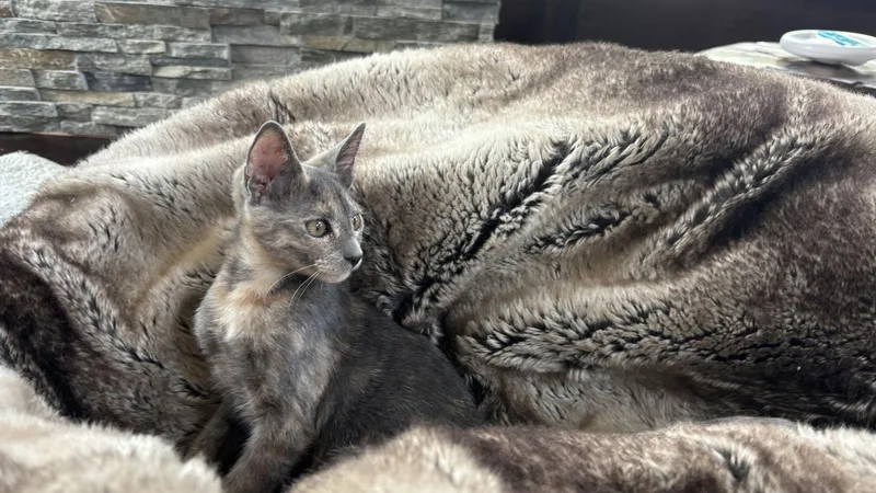 A baby medium-sized female Dilute Tortoiseshell Domestic Short Hair cat named Sparkles for adoption in Houston, TX