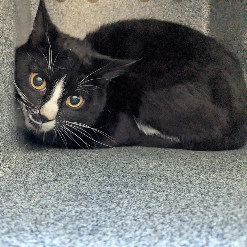 An adult medium-sized male Black Domestic Short Hair cat named Marbles for adoption in Birmingham, AL