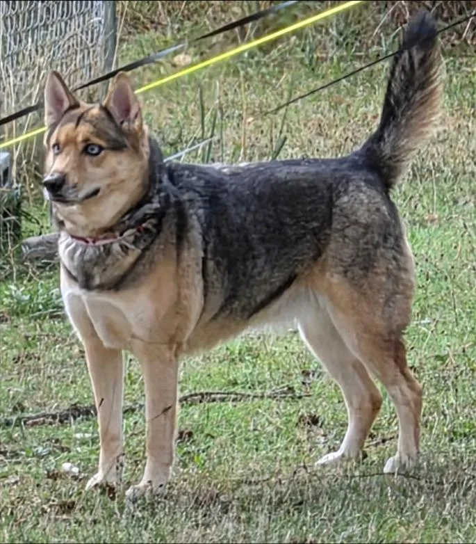 An adult medium-sized female German Shepherd Dog dog named Maggie for adoption in Thompson Falls, MT