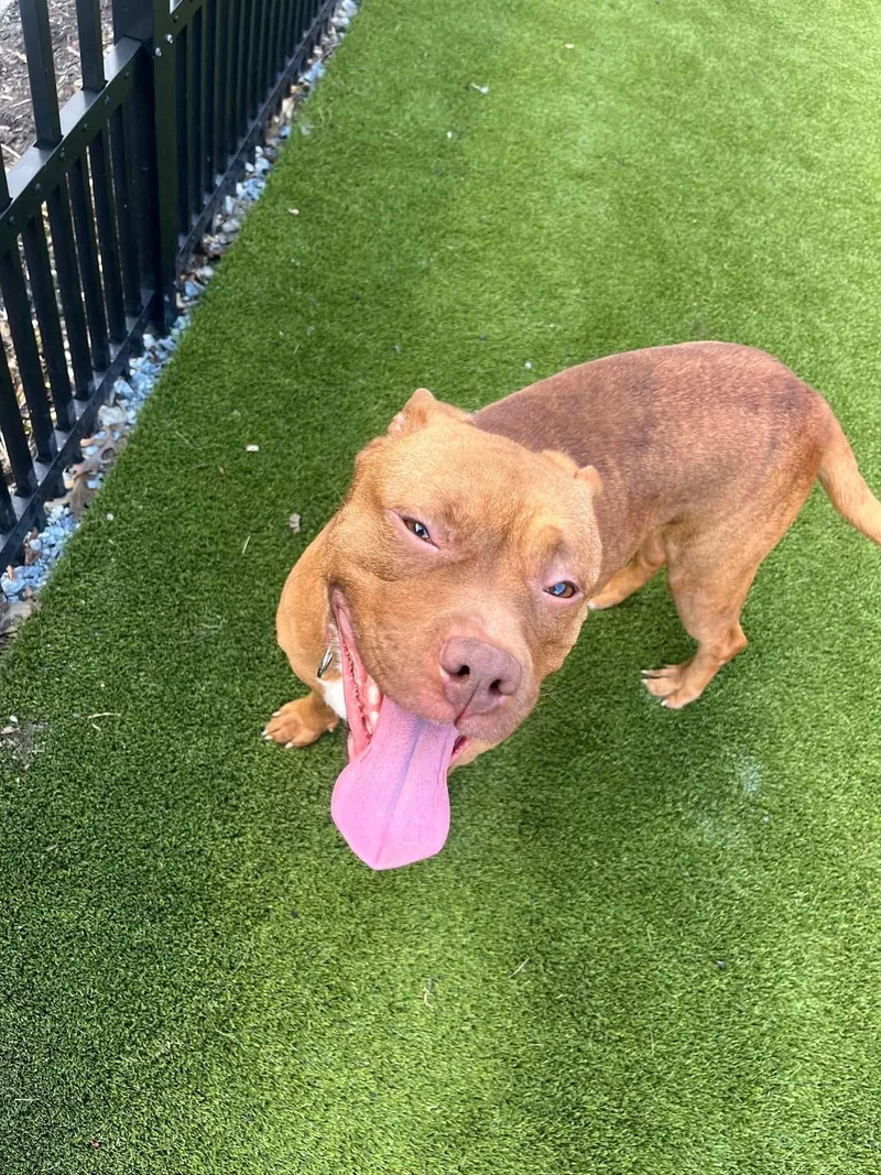A young medium-sized female Brown / Chocolate Pit Bull Terrier dog named Honey for adoption in Avondale, PA