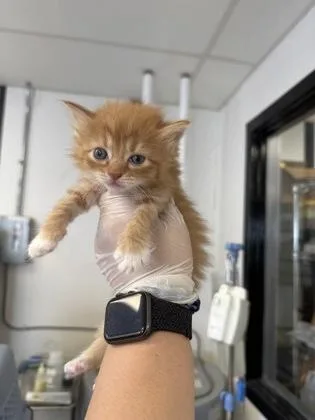 A baby small-sized female Domestic Short Hair cat named Michi for adoption in West Chester, PA