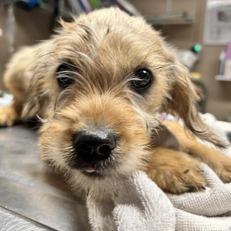 A baby small-sized male Yellow / Tan / Blond / Fawn Rat Terrier dog named Teddy for adoption in Newport, NC