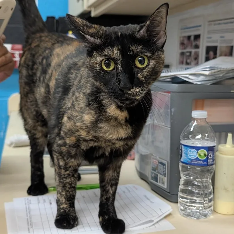 An adult large-sized female Black Domestic Short Hair cat named Pearl for adoption in Ardmore, OK