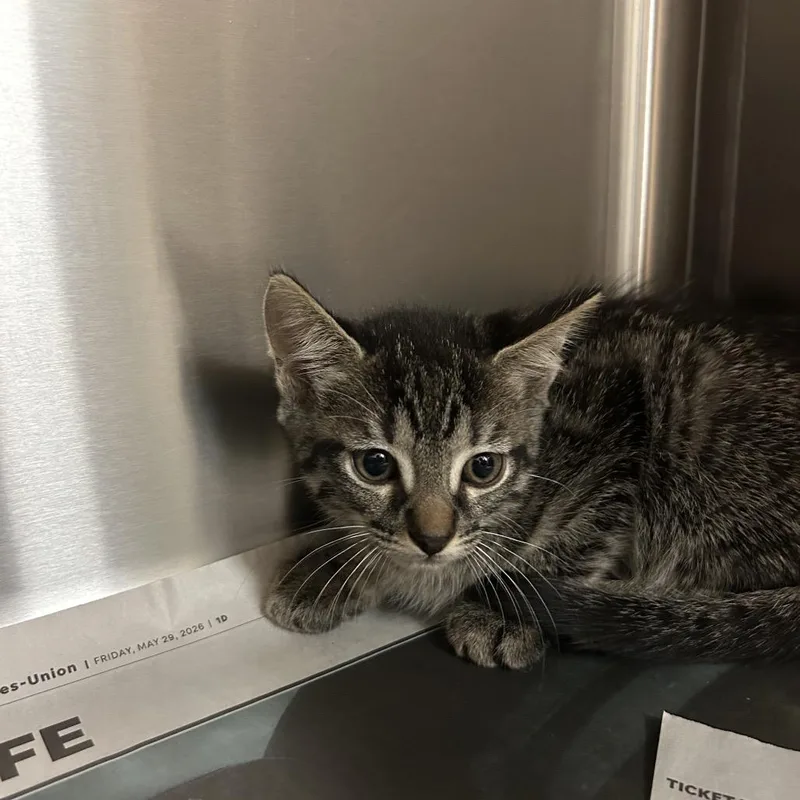 A baby small-sized female Domestic Short Hair cat named Galactica for adoption in Jacksonville, FL
