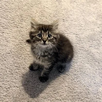 A baby small-sized female Domestic Medium Hair cat named Sprunky for adoption in Wheaton, IL