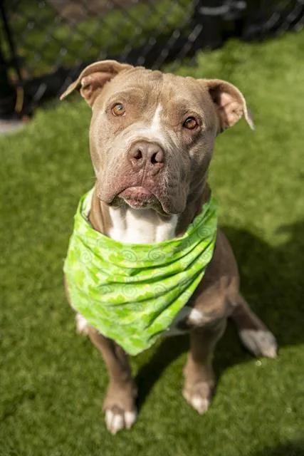 An adult large-sized male Mixed Breed dog named Sammy for adoption in Dallas, TX