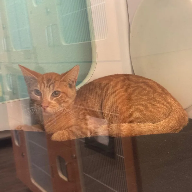 A baby small-sized male Orange / Red Domestic Short Hair cat named Dallas for adoption in Lake Jackson, TX
