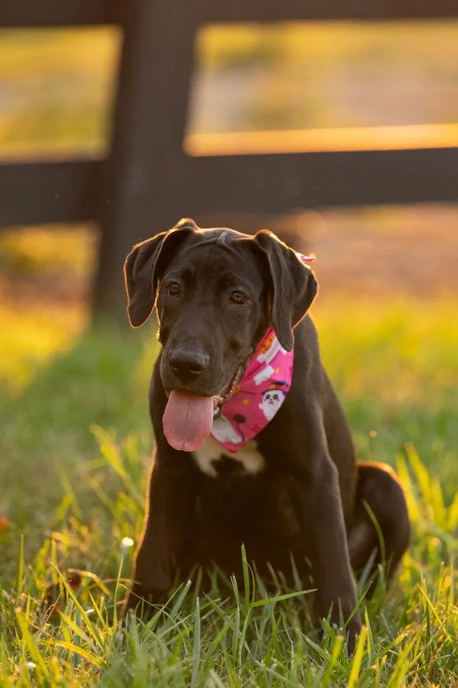 A baby large-sized female Tricolor (Brown, Black, & White) Great Dane dog named Zelda for adoption in Mooresville, NC