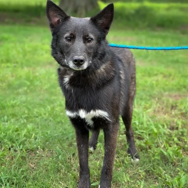 An adult medium-sized male Black German Shepherd Dog dog named Jackson for adoption in Wadena, MN