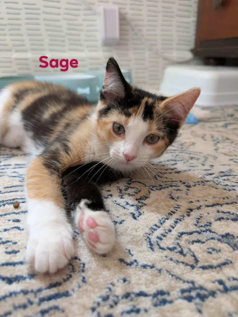 A baby medium-sized female Domestic Short Hair cat named Sage for adoption in Champaign, IL