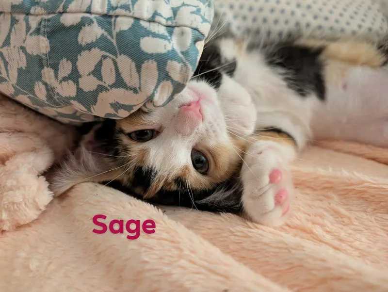 Sage thumbnail 2