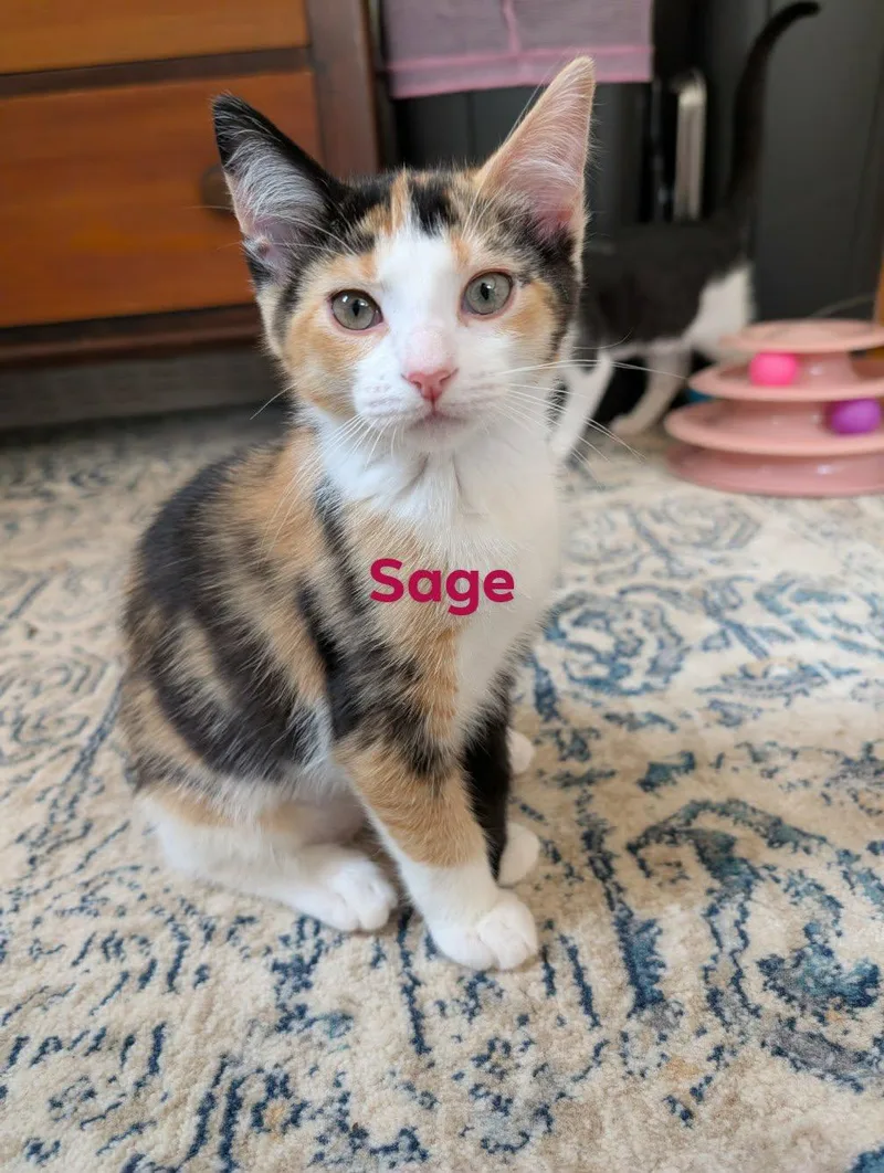 Sage thumbnail 3
