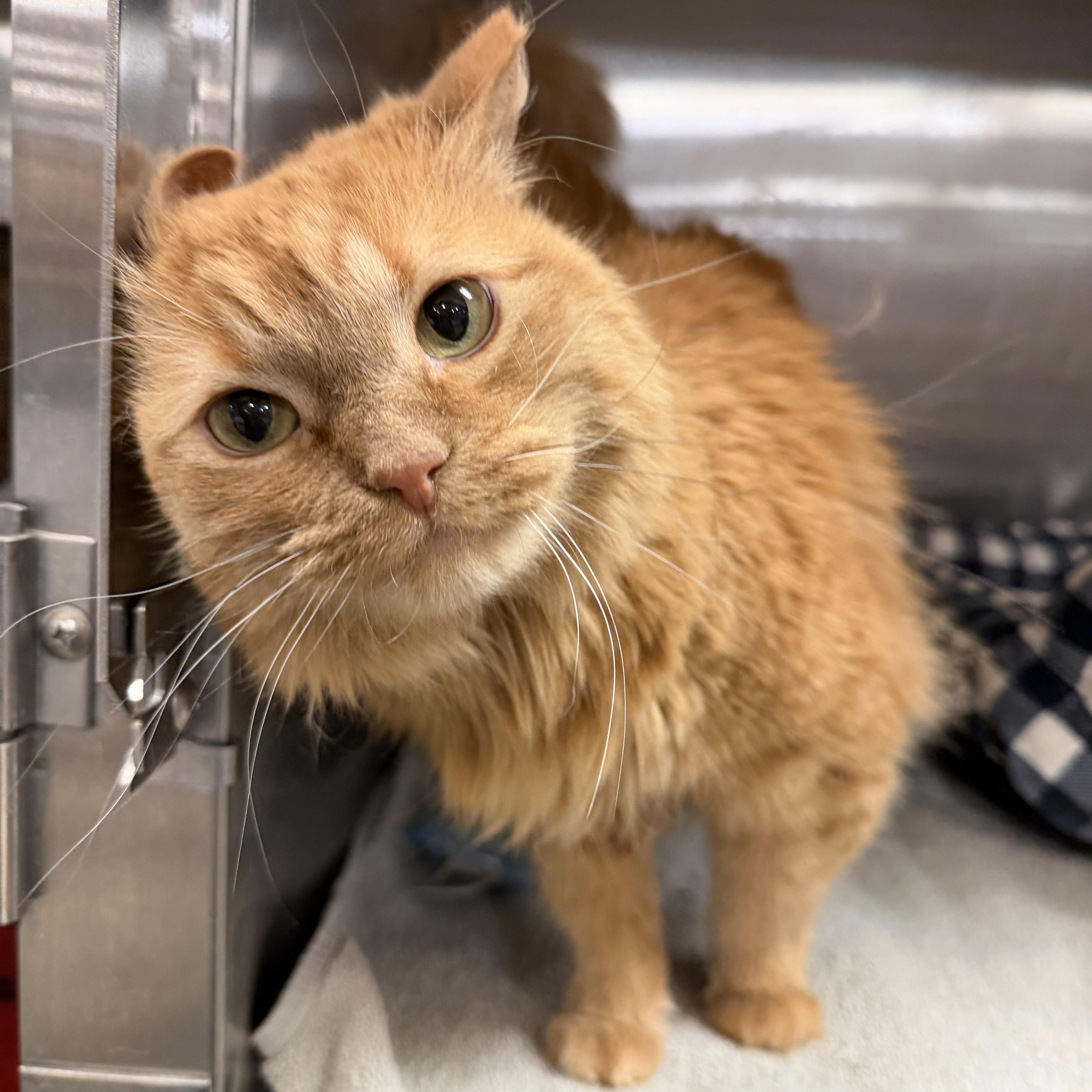An adult large-sized female Domestic Medium Hair cat named Jessie for adoption in Tucson, AZ