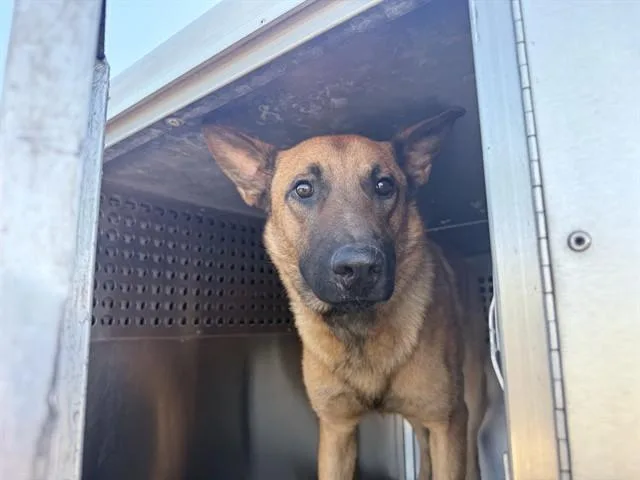 An adult large-sized male Belgian Shepherd / Laekenois dog named Ryan for adoption in Phoenix, AZ