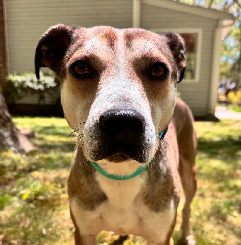 A young medium-sized female Shepherd dog named Alaska for adoption in Princeton, MA