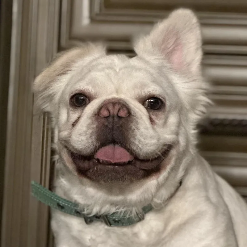An adult medium-sized female French Bulldog dog named Willow for adoption in San Mateo, CA