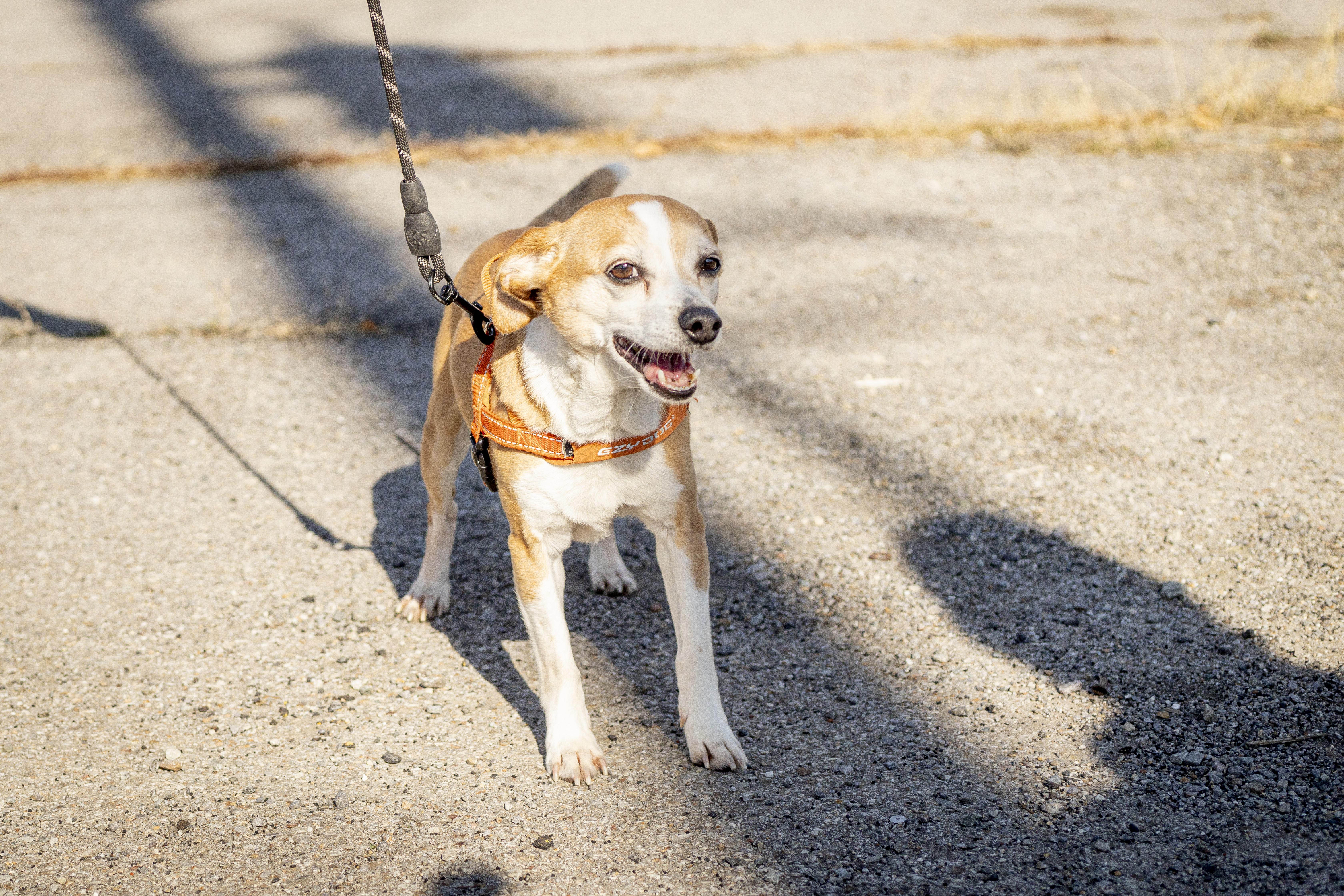 A senior small-sized male Beagle dog named Ray for adoption in Kellogg, ID