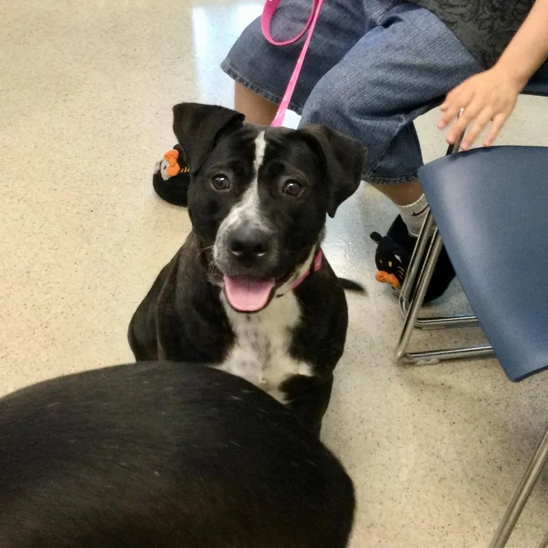 A young large-sized female Brindle Pit Bull Terrier dog named Snoopy for adoption in Fairfax Station, VA