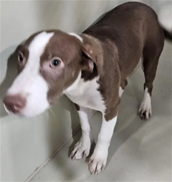 A baby small-sized female Pit Bull Terrier dog named Harriet for adoption in Bakersfield, CA