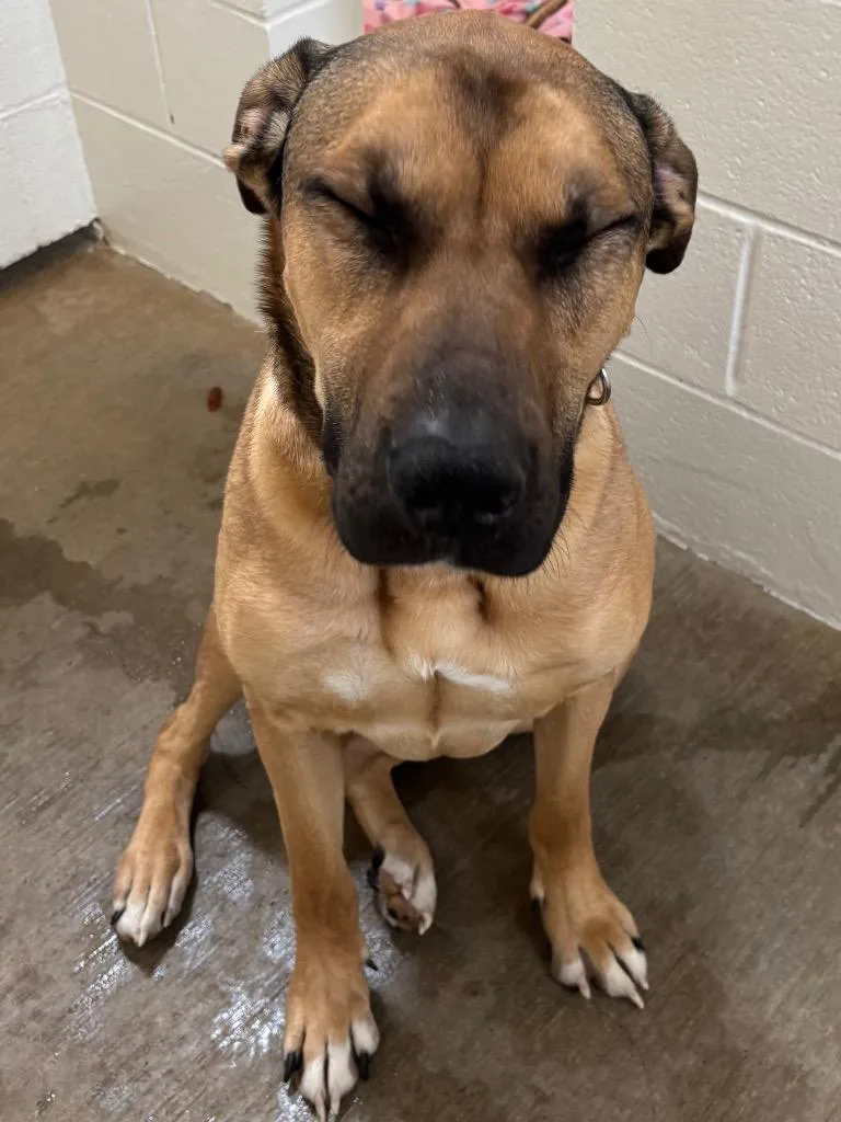 A young medium-sized male German Shepherd Dog dog named Zeus for adoption in Gillette, WY