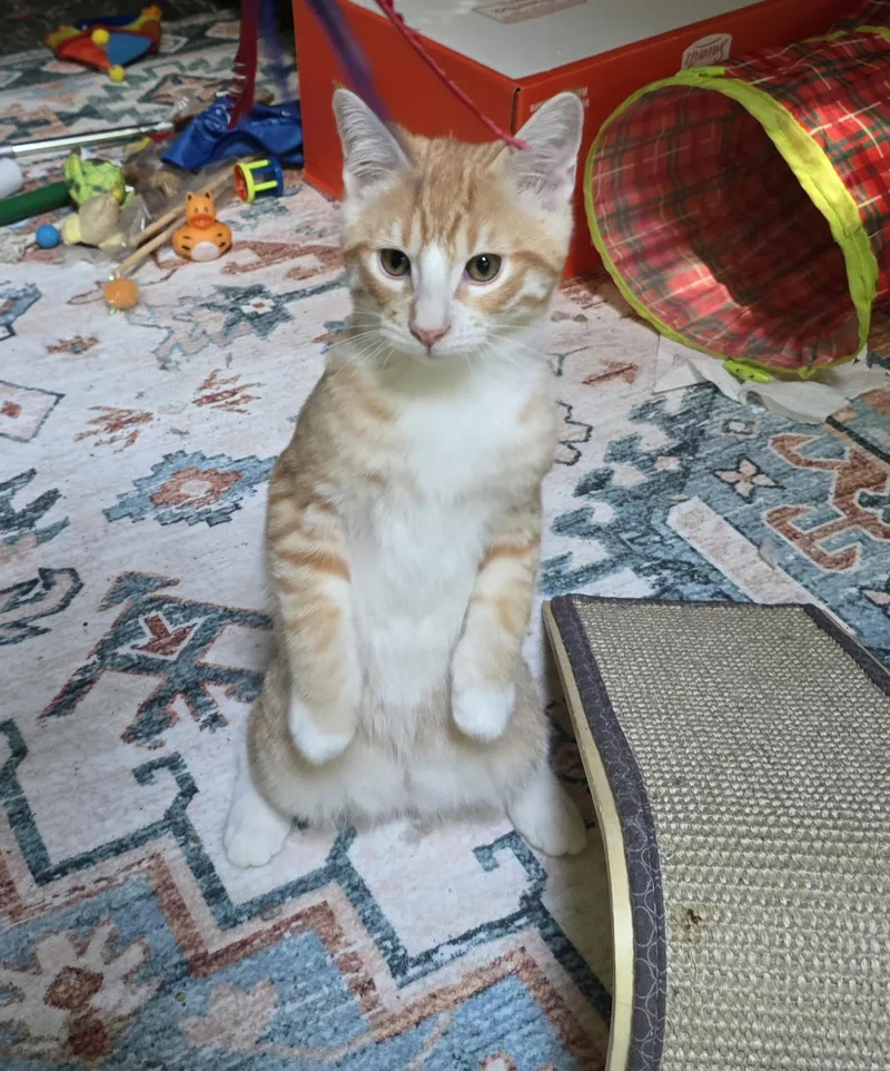A baby medium-sized male Orange & White Domestic Short Hair cat named Lee for adoption in River Falls, WI