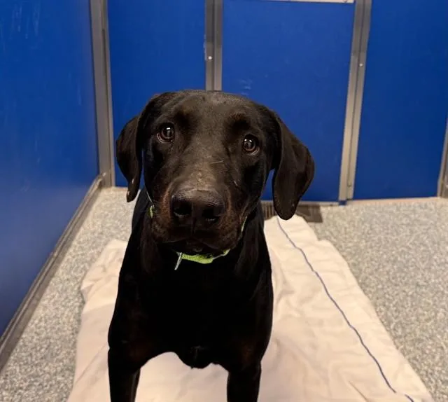 A young medium-sized female Doberman Pinscher dog named Spirit for adoption in Tucson, AZ