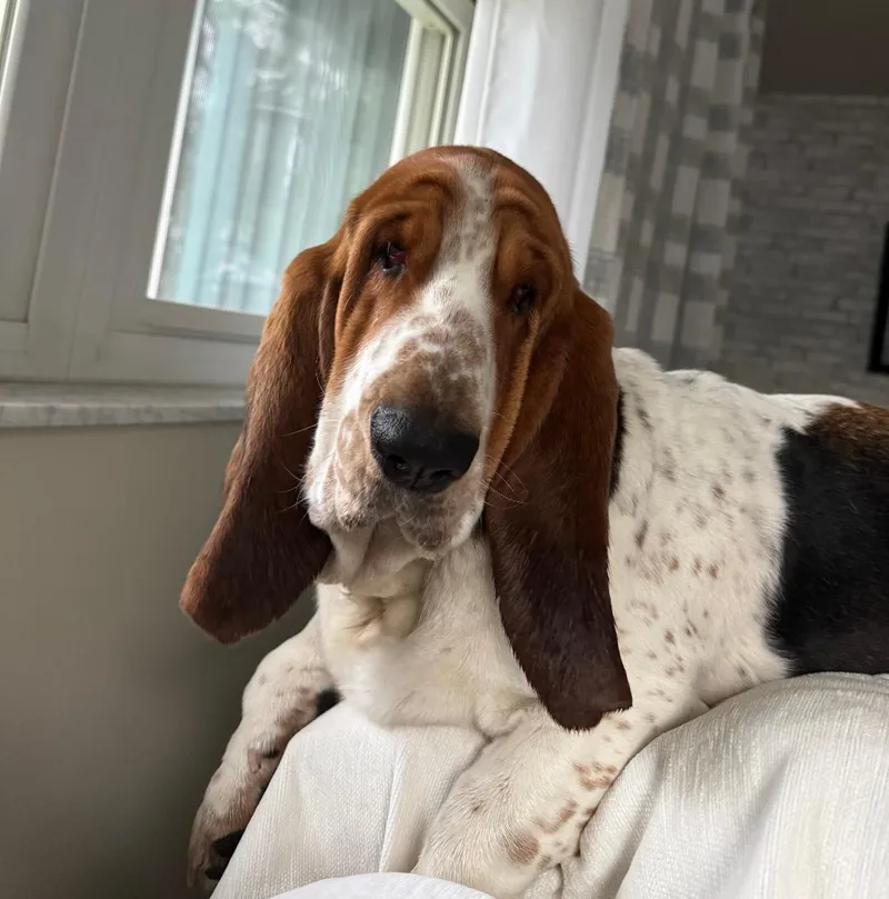 Hank And Dolly thumbnail 2